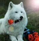 Beautiful White Polar Wolf